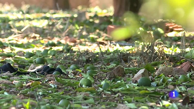 L'Informatiu Comunitat Valenciana 2 - 14/07/25 | Ver