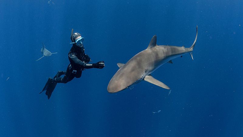 Tibuones de cerca - Episodio 1