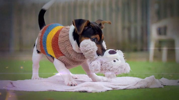 Telediario 1 - Llega el programa 'Dog House', un formato que promueve la adopción