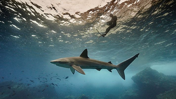 Tiburones de cerca - Episodio 2