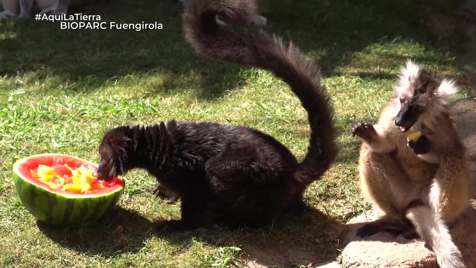 Aquí la Tierra - 15/07/25 - Aquí la Tierra | Ver