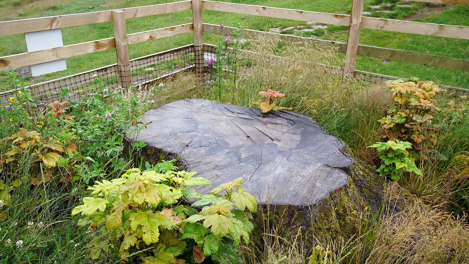 Cuatro años de cárcel para los dos británicos que cortaron el "árbol de Robin Hood" | Ver