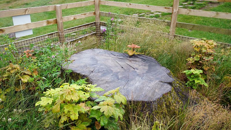 Condenan a cuatro años de cárcel a los dos británicos acusados de cortar el "árbol de Robin Hood" en Reino Unido