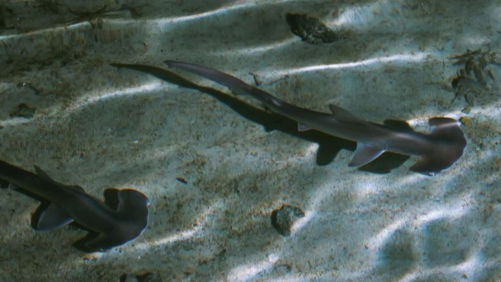 Per amor als taurons: Episodi 2 - Grans documentals - Som Documentals | Veure documental