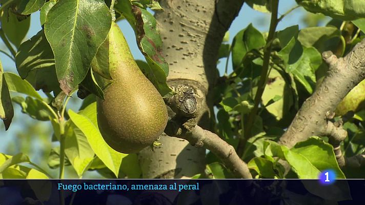 Informativo Telerioja - Telerioja en 2 - 16-07-2025 - Ver ahora