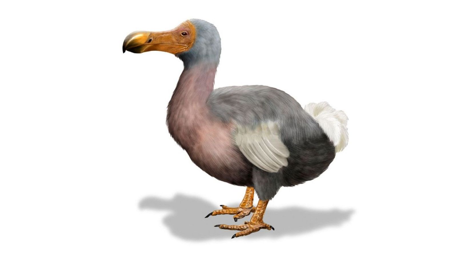 El Museo de Ciencias Naturales de Barcelona rescata a los 'Animales invisibles' - Telediario 1 | Ver