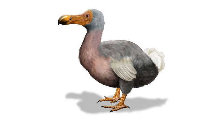 Telediario 1 - Una exposición en el Museo de Ciencias Naturales de Barcelona rescata a los 'Animales invisibles'