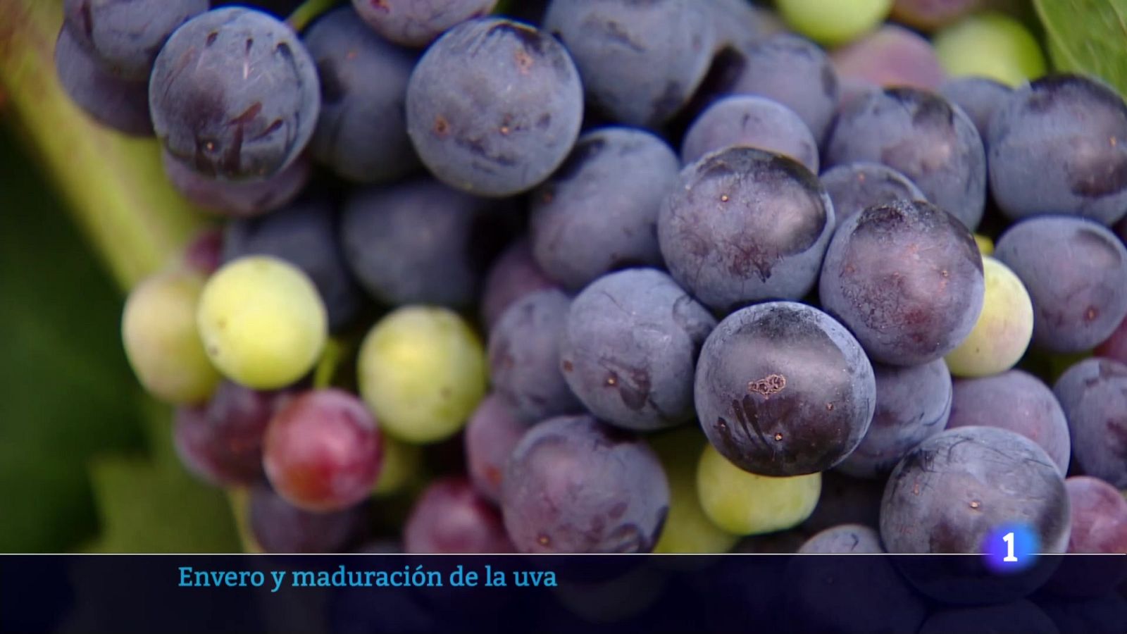 Informativo Telerioja 17-07-2025 Ver ahora | Ver