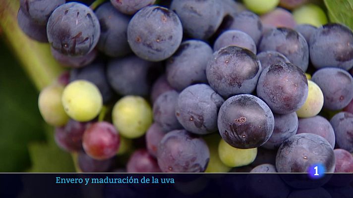 Informativo Telerioja - Telerioja en 2 - 17-07-2025 - Ver ahora