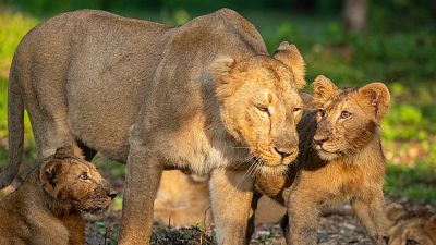 Leones en la India