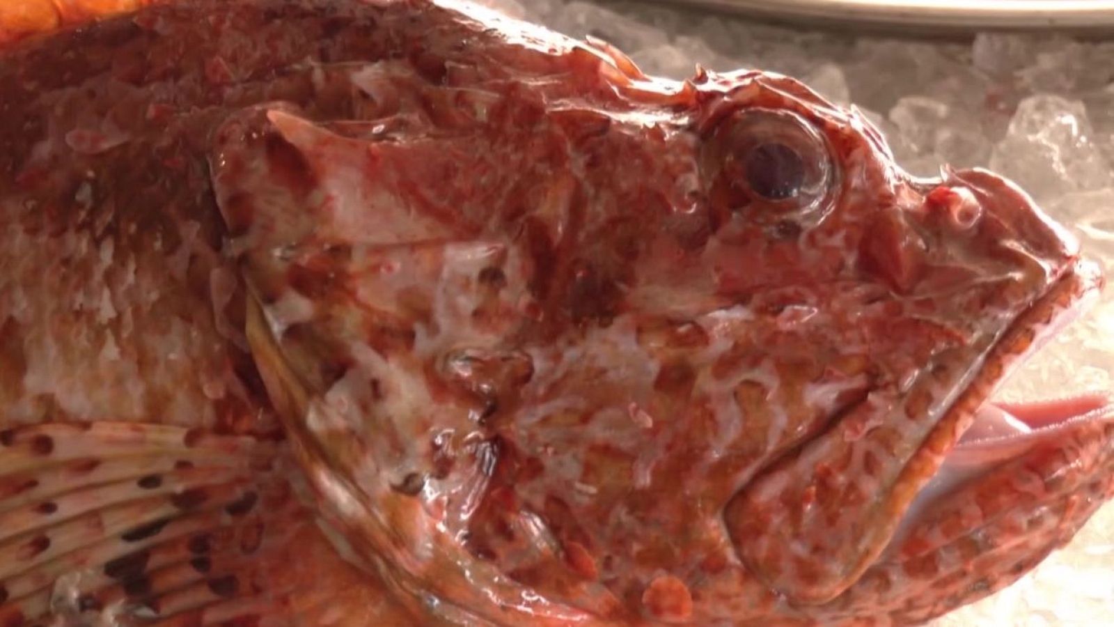 ¿Has probado alguna vez la escórpora? - Aquí la Tierra | Ver