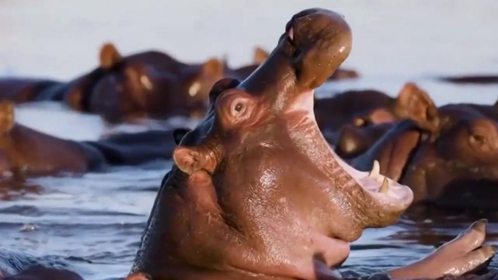 El hipopótamo nos representa en vacaciones - Aquí la Tierra | Ver