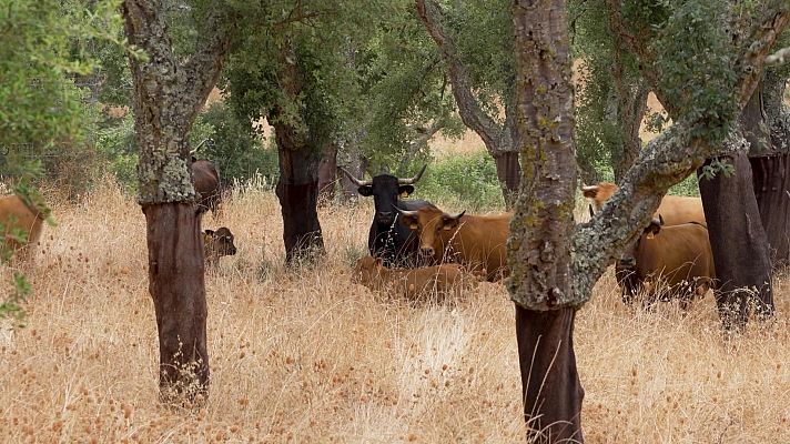 Tendido cero - Tendido Cero - 19/07/25