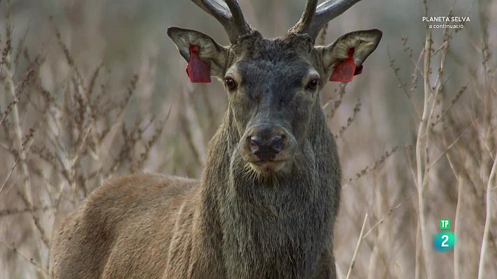 Som Documentals - Còrsega, muntanyes a la mar