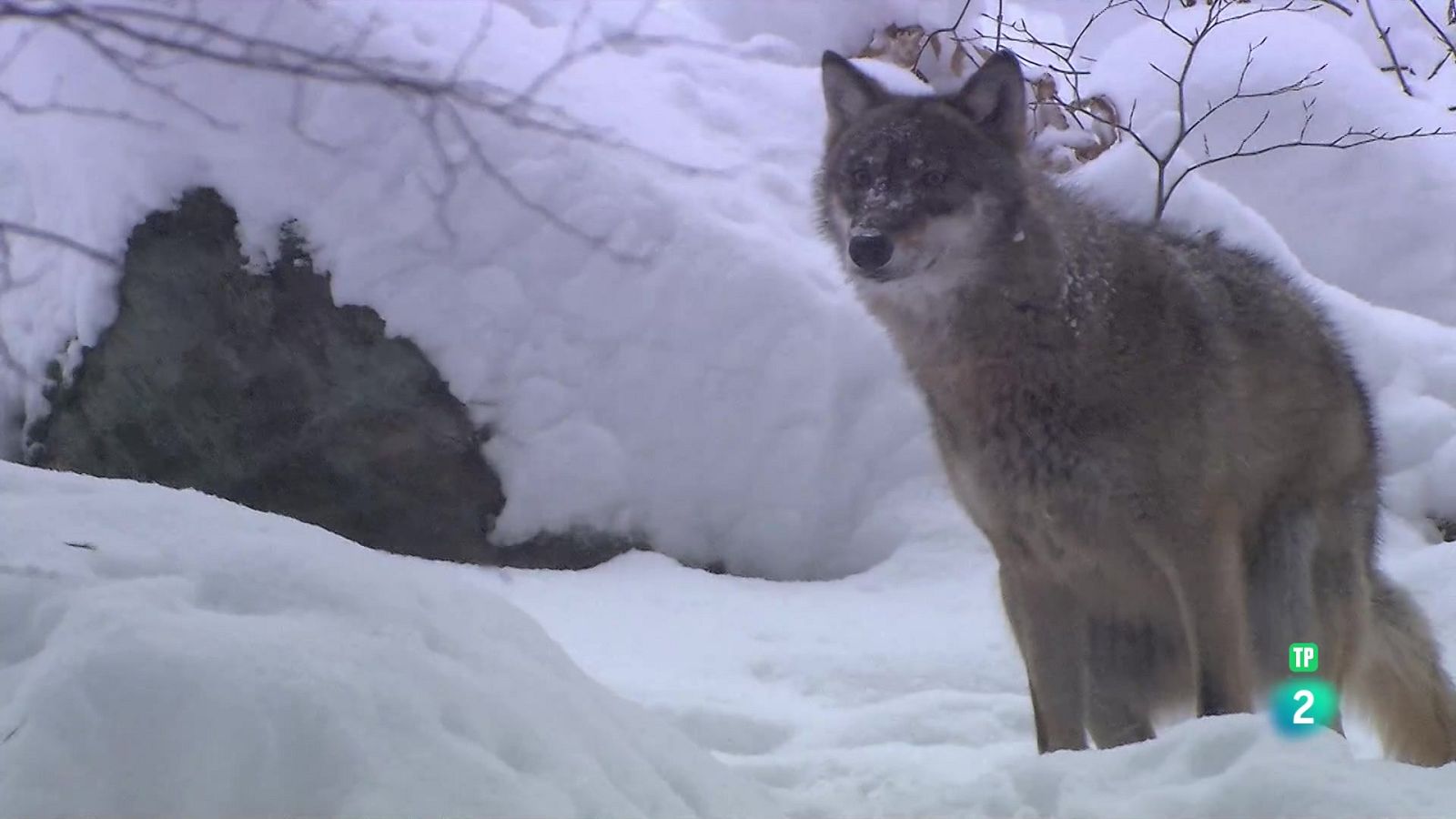 Grans documentals - Gegants d'Europa - Som Documentals | Veure documental