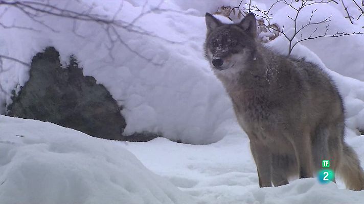 Som Documentals - Gegants d'Europa