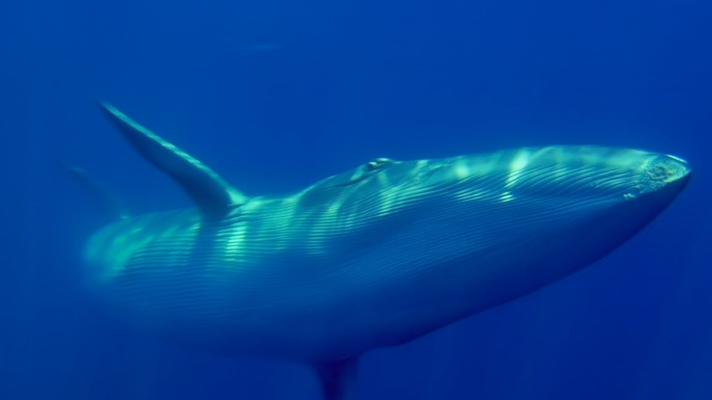 L'informatiu - Comunitat Valenciana - L'Informatiu de la Comunitat Valenciana 1 - 21/07/25