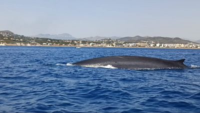 El paso de ballenas rorcual por Denia sirve para analizar su comportamiento para protegerlas