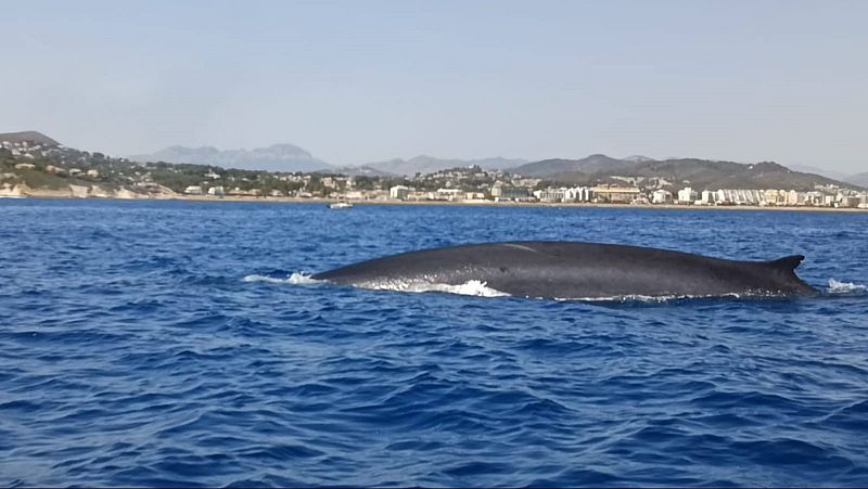El paso de ballenas rorcual por Denia sirve para analizar su comportamiento para protegerlas