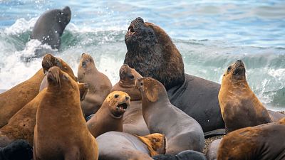 Migraciones animales épicas: La Patagonia