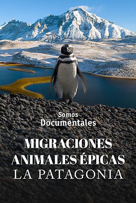Migraciones animales épicas: La Patagonia