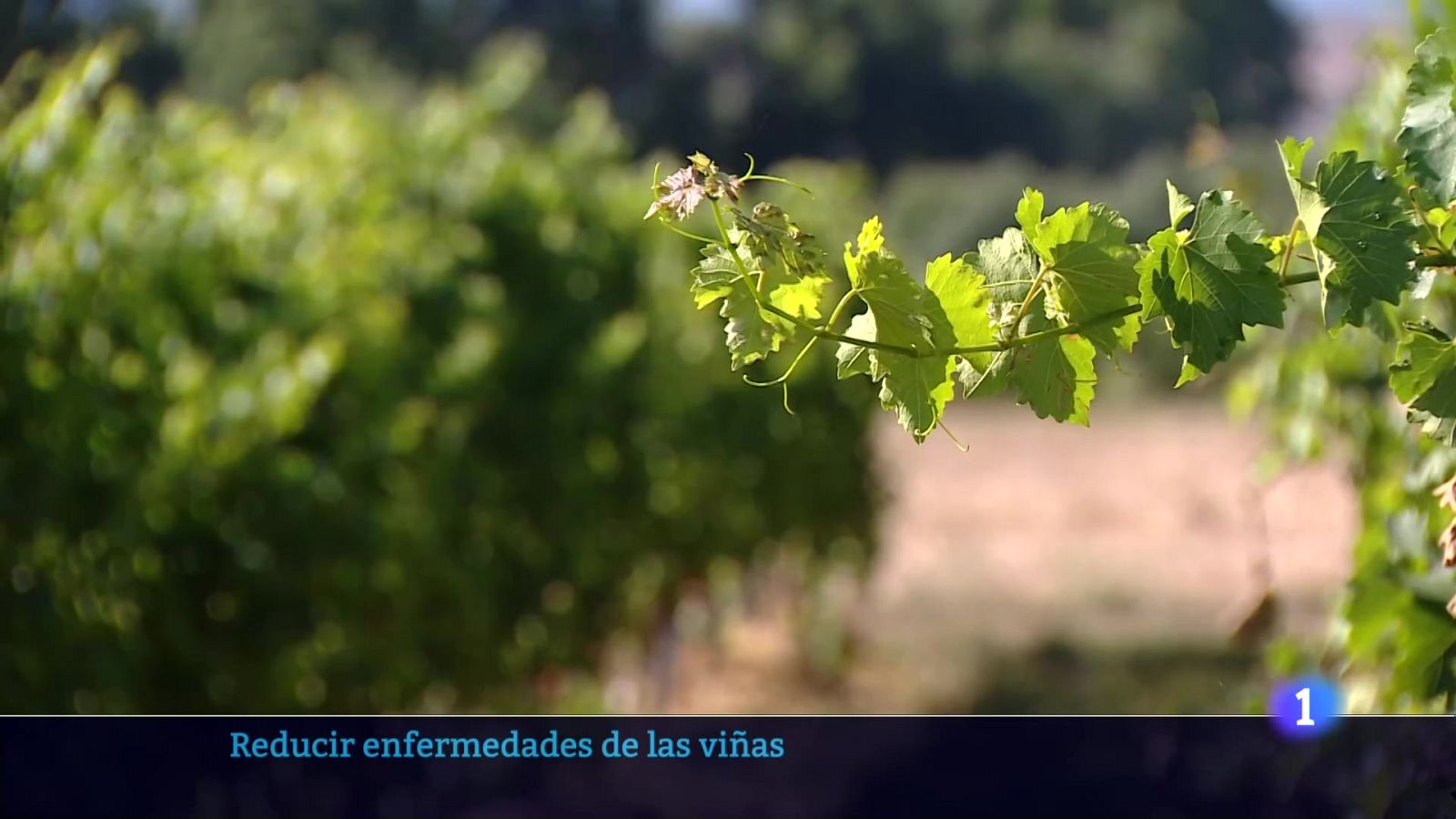 Informativo Telerioja 22-07-2025 Ver ahora | Ver