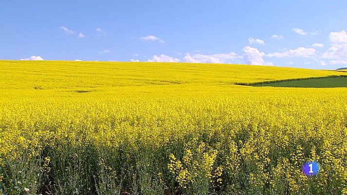 Informativo Telerioja - Telerioja en 2 - 22-07-2025 - Ver ahora