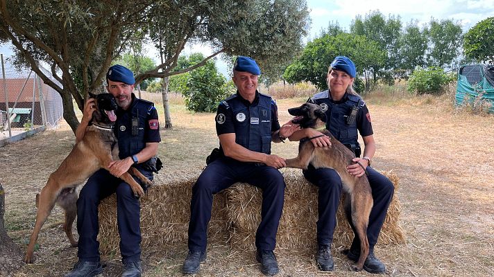 Dog House - La Policía Municipal de Madrid busca adoptar dos perros