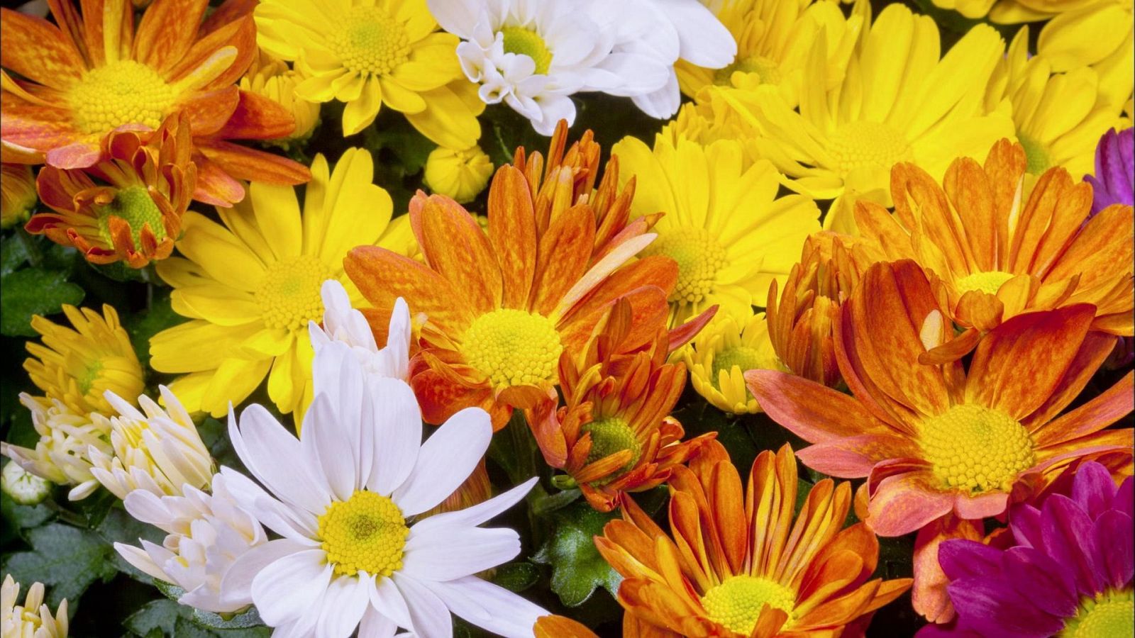 Somos documentales - Los colores de la naturaleza - Somos Documentales | Ver documental