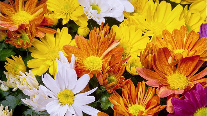 Somos Documentales - Los colores de la naturaleza