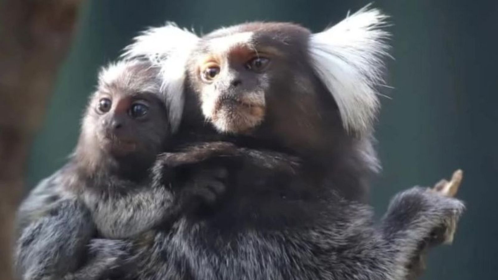 Robo de crías de monos en el parque zoológico Mundopark (Sevilla) - Mañaneros 360 | Ver