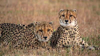 Las criaturas secretas de África
