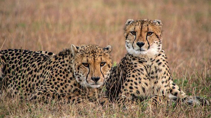 Somos Documentales - Las criaturas secretas de África