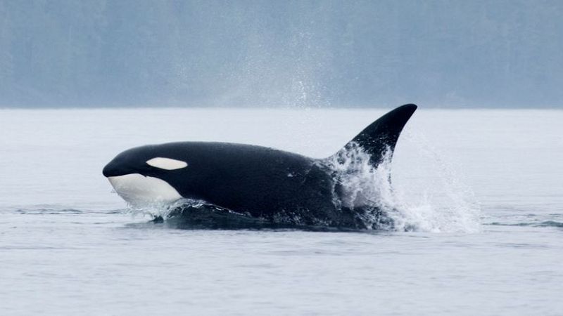 Ataques de Orcas en las costas vascas - Mañaneros 360 | Ver