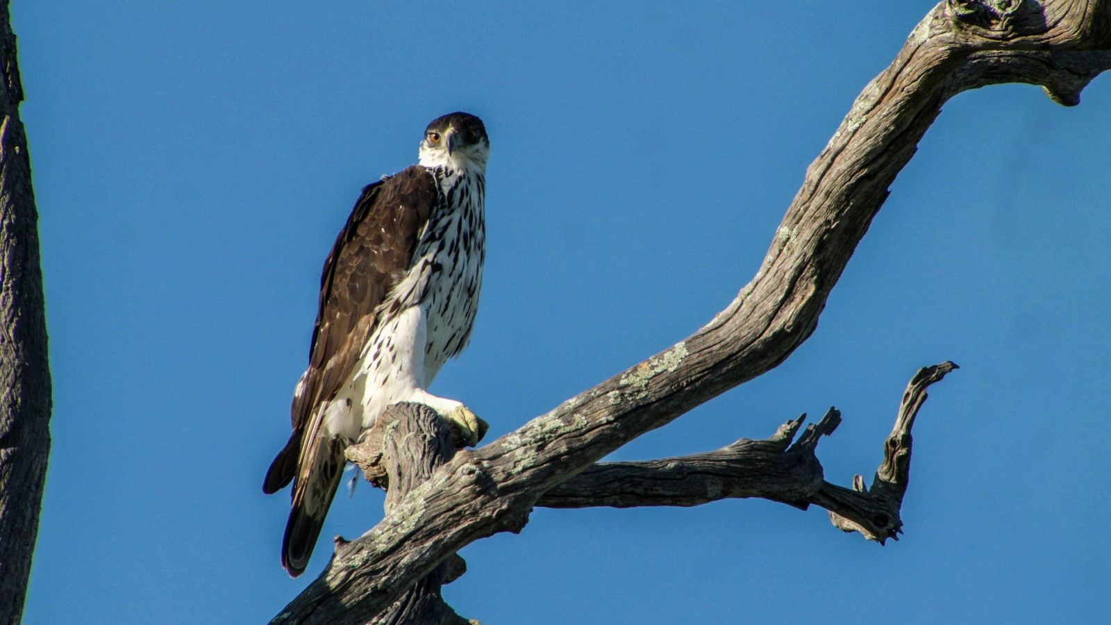 Somos documentales - Los titanes de los ríos africanos - Somos Documentales | Ver documental