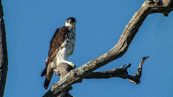 Somos Documentales - Los titanes de los ríos africanos