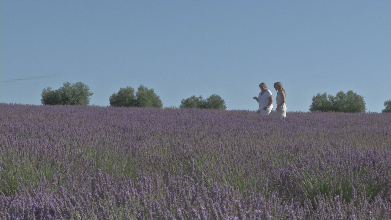 Agrosfera - 26/07/25 - Agrosfera | Ver