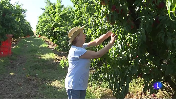 L'Informatiu - Fruiturisme: de contemplar la floració a collir fruita pròpia als camps d’Aitona