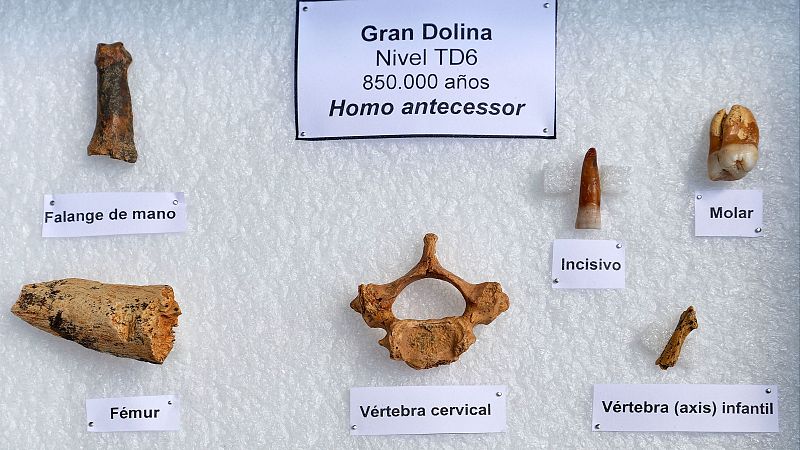 Atapuerca reafirma el canibalismo en Homo antecessor con marcas de corte en restos de un niño