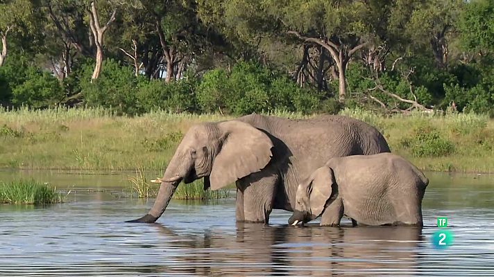 Som Documentals - Els titans dels rius d'Àfrica