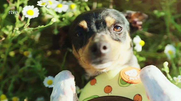 Dog House - Dog House: el programa del que todos hablan