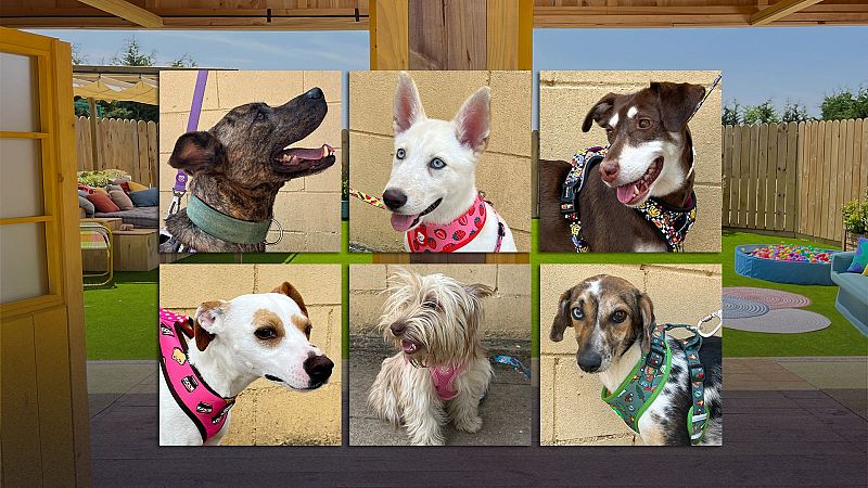 Dog House - Programa 3 - Dog House | Ver