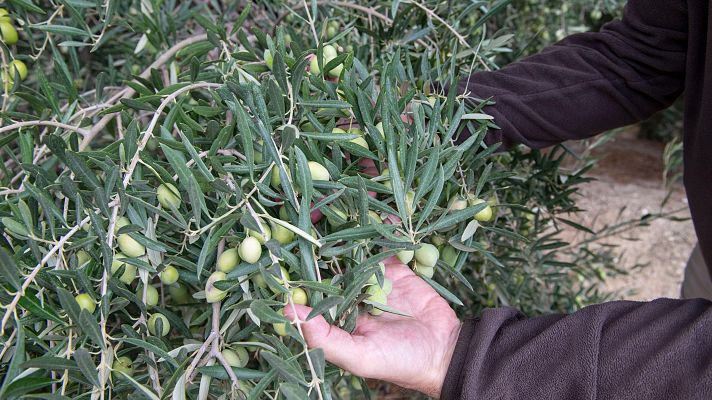 Telediario 2 - Los sectores exportadores y los expertos analizan el impacto en España de los aranceles de Trump a la UE