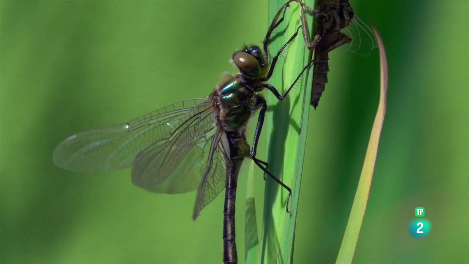 El riu de libèl·lules - Grans documentals - Som Documentals | Veure documental
