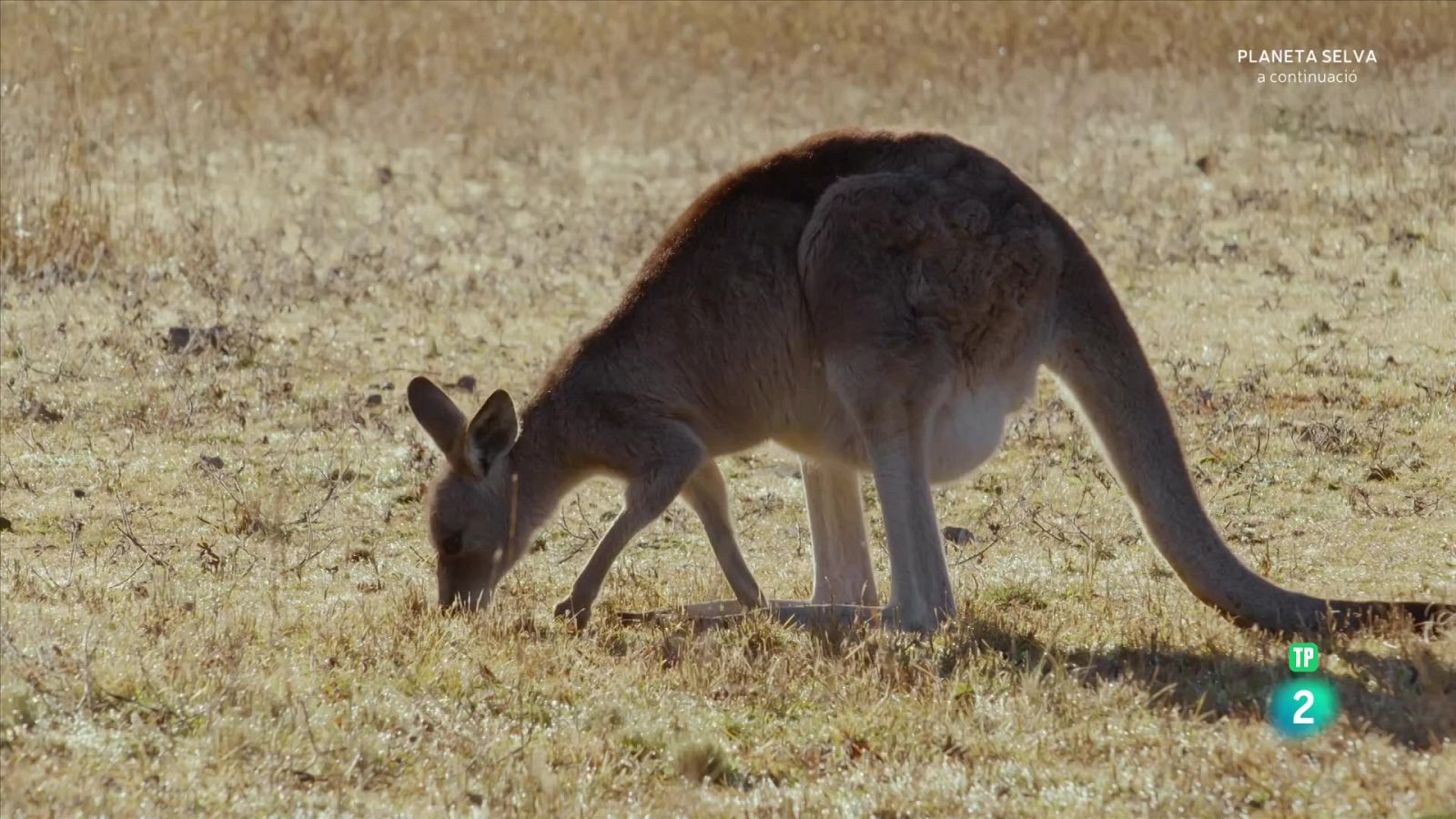 Episodi 2 - Del marsupi a terra - La vida secreta dels cangurs - Som Documentals | Veure documental