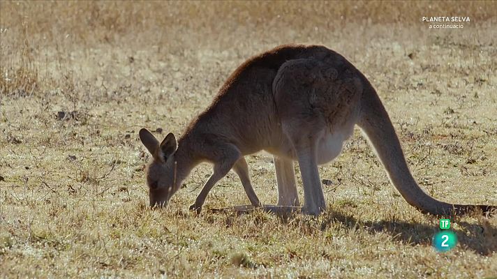 Som Documentals - La vida secreta dels cangurs. Episodi 2 - Del marsupi a terra
