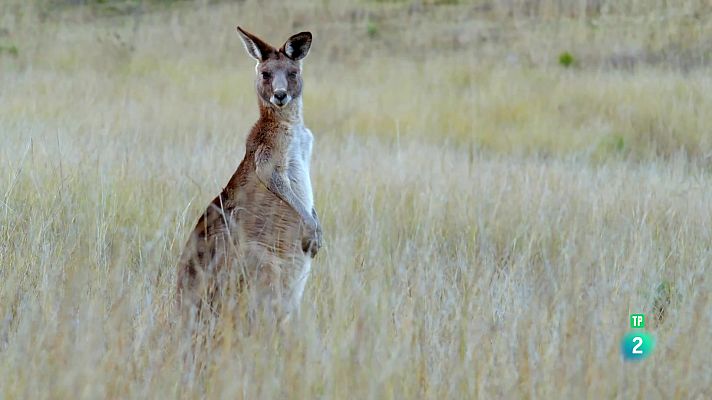 Som Documentals - La vida secreta dels cangurs. Episodi 1 - La llei de la manada