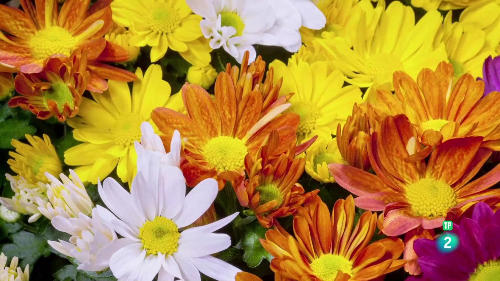 Els colors de la natura - Grans documentals - Som Documentals | Veure documental