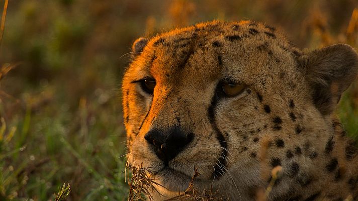 Grandes especies de África - Grandes felinos