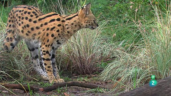 Som Documentals - Criatures secretes d'Àfrica